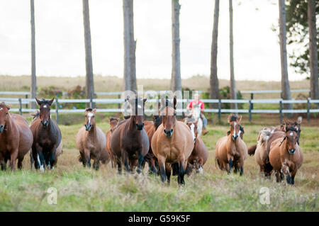 Gaucho brasiliano lavorando nel campo con un branco di Cacao criollo cavalli Foto Stock