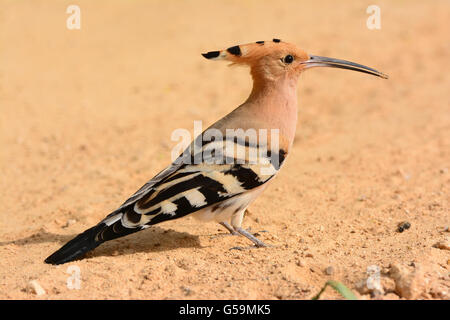 Bellissima upupa in stretta fino Foto Stock