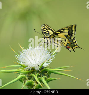 Farfalla a coda di rondine su thorn Foto Stock