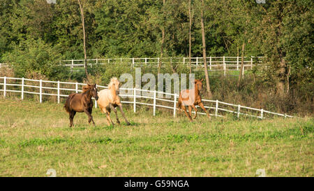 Allevamento di quarter horses in un allevamento di cavalli Foto Stock