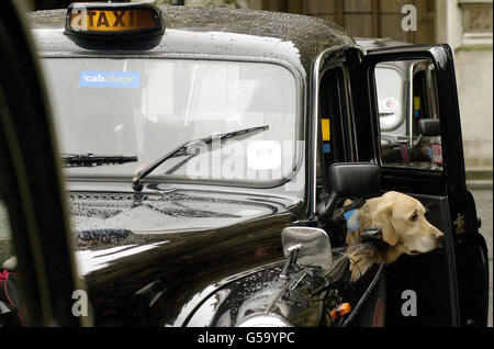 Cane guida taxi Foto Stock