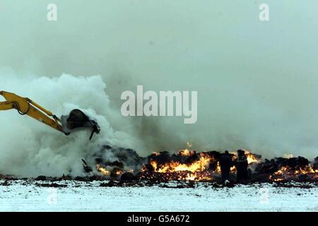 Suini il fuoco brucia ancora Foto Stock