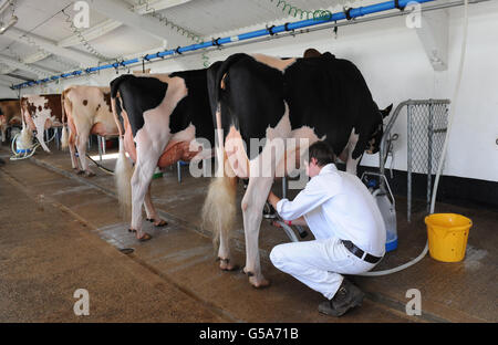 Una visione generale che mostra che le mucche vengono mungate al Great Yorkshire Showground, Harrogate, dal momento che i tagli al prezzo del latte pagato agli agricoltori li faranno uscire dal settore lattiero-caseario e aumenteranno i prezzi per i consumatori nel lungo periodo, hanno avvertito oggi i leader agricoli. Foto Stock