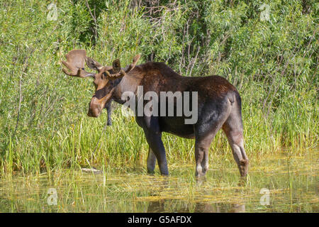 Bull alci pascolare in stagno Foto Stock