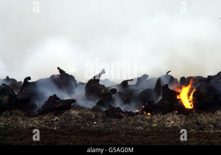 Carcasse di suino burning piedi & bocca Foto Stock