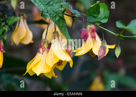 Dondolando campana gialla dei fiori di lax arbusto, Abutilon "Kentish Belle' Foto Stock