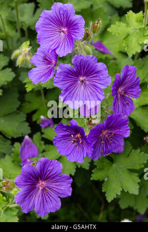 Dei Fiori di Hardy, massa perenne di copertura, geranio × magnificum Foto Stock