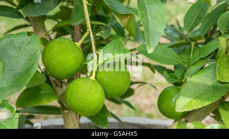 Verde Lime Tree appesi ai rami di esso Foto Stock