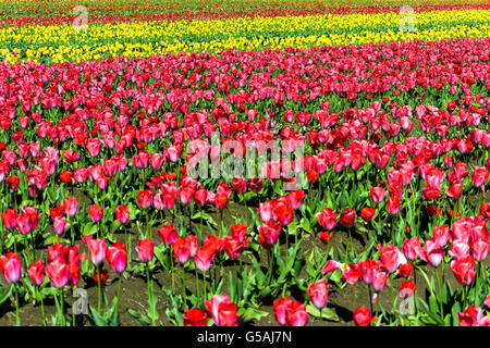 Splendido campo di rosso e tulipani gialli in Woodburn, Oregon Foto Stock