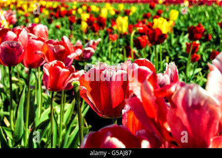 Primo piano vibrante di tulipani rossi in Woodburn, Oregon Foto Stock
