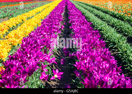 Guardando verso il basso una riga di tulipani viola in Woodburn, Oregon Foto Stock