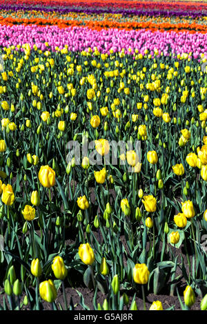 Vista verticale vibrante di tulipani gialli in Woodburn, Oregon Foto Stock
