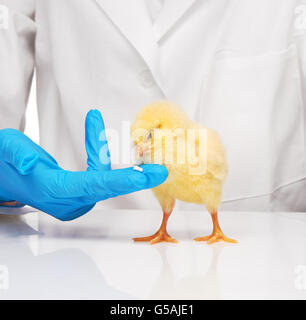 Piccolo giallo pollo getting pillola da veterinari mano su sfondo bianco Foto Stock