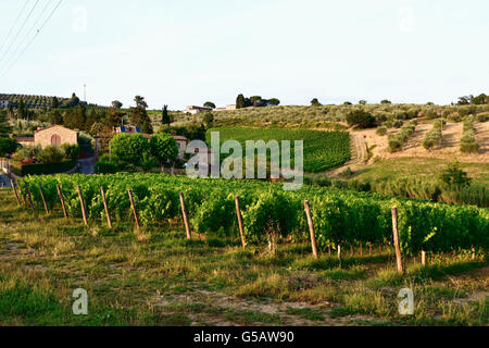 Campagna Toscana. San Giorgio, Poggibonsi, Siena, Toscana, Italia, Europa Foto Stock