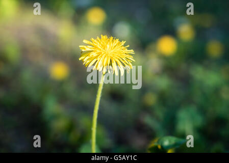 Lonely tarassaco spingendo per energia solare Foto Stock