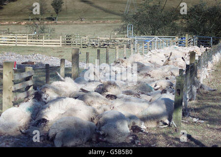 Le pecore macellate si trovano in un campo vicino a Wigton in Cumbria in attesa di essere smaltite, mentre la crisi dell'afta epizootica continua. Jim Scudamore, capo veterinario del governo, è stato accolto con una mano lenta mentre è arrivato nella vicina Carlisle. * ...incontrare i leader degli agricoltori per spiegare i motivi per cui vogliono macellare animali sani per creare "pause di fuoco" intorno alle aziende colpite in un disperato tentativo di contenere la malattia. Foto Stock