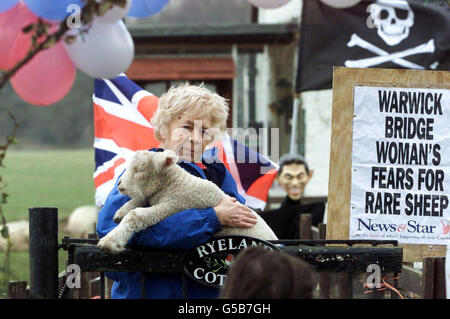 Moira Linaker di Warwick Bridge, vicino a Carlisle, tiene una delle sue rare pecore Ryeland sul cancello della sua fattoria accanto a un tabellone del giornale, un cranio e ossa incrociate e una caricatura del capo del primo ministro britannico Tony Blair. * vive nella zona di Cumbria dove diverse centinaia di migliaia di pecore non infette vengono macellate e sepolte nel tentativo di fermare la diffusione dell'afta epizootica. Alcuni agricoltori sostengono che la vaccinazione contro la malattia è più efficace dell'attuale politica di macellazione degli animali non colpiti. Foto Stock