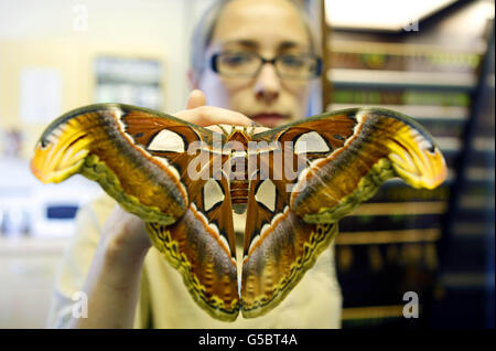 Farfalle e Falene presso lo Zoo di Chester Foto Stock