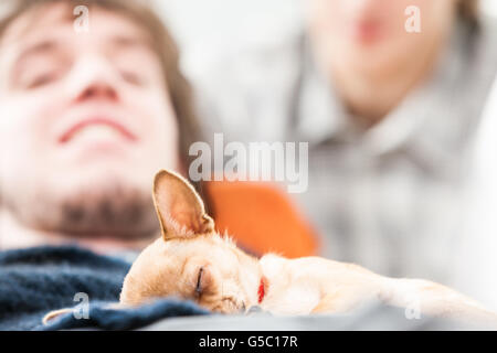 Piccolo marrone chihuahua cane addormentato sulle ginocchia di un giovane uomo rilassante sdraiato su un lettino con un vicino della messa a fuoco della testa di cani Foto Stock