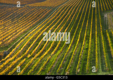 I colori autunnali, Felton Road vigneto, Bannockburn, vicino a Cromwell di Central Otago, Isola del Sud, Nuova Zelanda Foto Stock