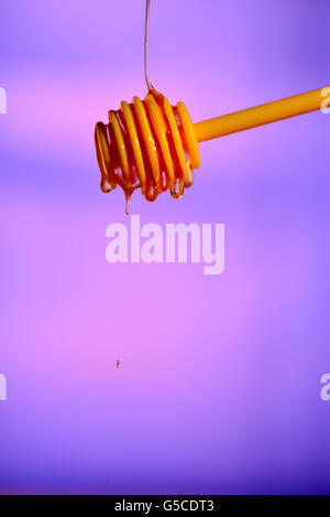 Il miele che gocciola dalla bacchetta di legno isolato su sfondo Foto Stock