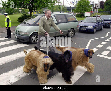 Il Crufts Levrieri Afghani Foto Stock