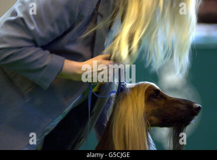 Un proprietario di capelli lunghi con un concorrente nella classe limite del cane per i hounds afghani al programma riprogrammato del cane Crufts che ha cominciato più di due mesi dopo che è stato rinviato a causa della crisi di piede-e-bocca. * il Kennel Club ha detto che più di 20,000 migliori cani da pedigree sarebbero in competizione al prestigioso show, che si tiene presso il Birmingham National Exhibition Centre. L'evento si svolge di solito a marzo, ma con l'afta epizootica al suo picco, gli organizzatori hanno deciso di rinviare lo spettacolo tra i timori che i proprietari di animali domestici possono inavvertitamente diffondere il virus. Foto Stock