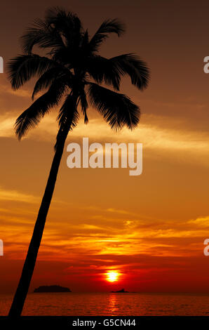 Palm tree silhouette al tramonto, Isola Chang, Thailandia Foto Stock