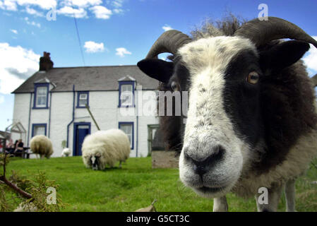 Afta epizootica centro di origine animale Foto Stock