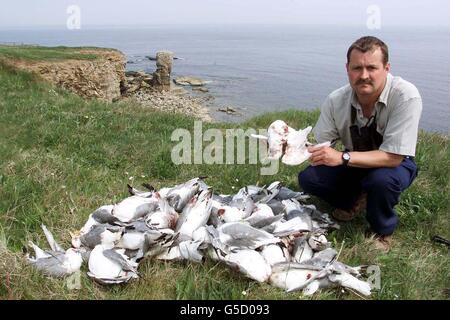 Peter Collins dal National Trust con più di 80 uccelli marini che sono stati uccisi e disposti sulla spiaggia a Marsden Bay, South Shields, South Tyneside, per scrivere la parola 'morte'. * gli amanti degli uccelli sono rimasti scioccati dalla scoperta di questa mattina che un gran numero di kittiwake era stato ucciso. È un reato colpire gli uccelli selvatici e i trasgressori possono far fronte a multe fino a 500 per ogni uccello o sei mesi di prigione sotto i poteri introdotti dalla legge sulla fauna selvatica e la campagna. La RSPB ritiene che un fucile ad aria sia stato utilizzato per uccidere gli uccelli. Foto Stock