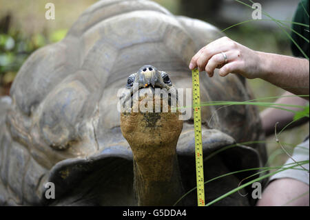 Una tartaruga gigante di Galapagos viene misurata come parte del controllo annuale dello Zoo di Londra per monitorare ogni animale allo zoo. Foto Stock