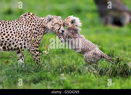 Uno dei sette cuccioli di ghepardo nati nel marzo 2012 allo zoo di Whipsnade, Dunstable, Bedfordshire, gioca con la madre Dubai, i cuccioli, sono stati i primi cuccioli di ghepardo nord nati nel Regno Unito. Foto Stock