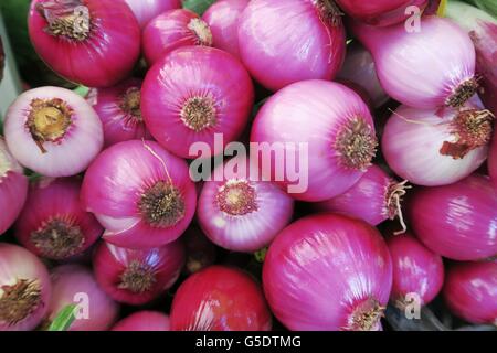 Vivace organico fresco cipolle rosse a Oakland farmers market Foto Stock