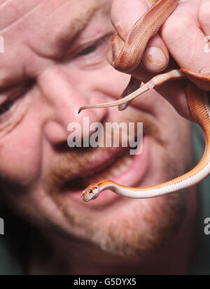 Il membro dello staff Kevin Thom con due serpenti di mais appena nati a Butterfly e Insect World, Edimburgo. PREMERE ASSOCIAZIONE foto. Data immagine: Sabato 15 settembre 2012. I serpenti sono nati presso la struttura ma sono originari dell'America. Il credito fotografico dovrebbe essere: David Cheskin/PA Wire Foto Stock