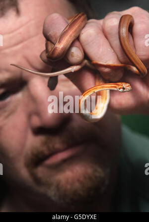 Il membro dello staff Kevin Thom con due serpenti di mais appena nati a Butterfly e Insect World, Edimburgo. Foto Stock