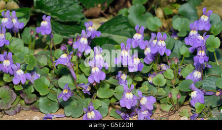 Ivy-Leaved Toadflax - Cymbalaria muralis massa di fiori Foto Stock