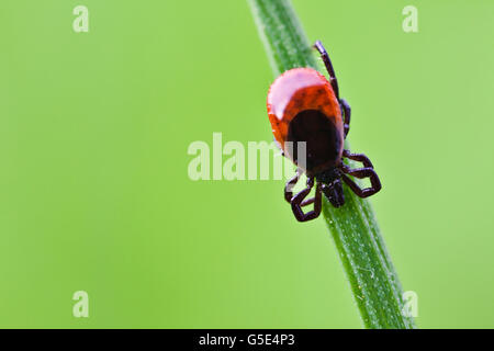 Castor bean tick (Ixodes ricinus), su una lama di erba Foto Stock