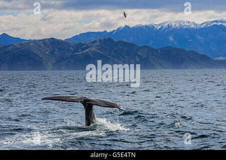 Fluke di sperma balena immersioni subacquee, kaikoura, Isola del Sud, Nuova Zelanda Foto Stock