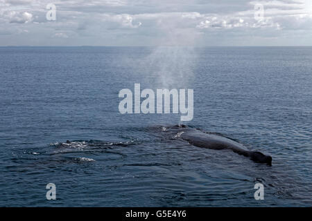 Humpback Whale (Megaptera novaeangliae), con foro di sfiato, diga con vitello sulla superficie del mare, Queensland, Pacifico, Australia Foto Stock