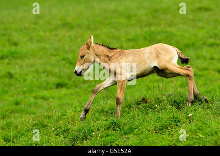 Giovani Cavallo di Przewalski (Equus ferus przewalskii), puledro saltando su prato, prigionieri del Cantone di Zurigo, Svizzera Foto Stock