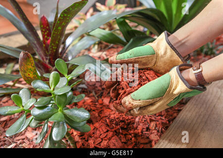 Utilizzando il rosso del legno di cedro chip al telone di un letto giardino Foto Stock