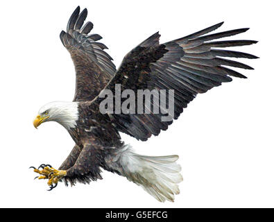 Aquila calva battenti mano di attacco di disegnare e dipingere a colori su sfondo bianco illustrazione. Foto Stock