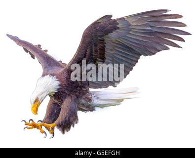 Aquila calva swoop mano disegnare e dipingere a colori su sfondo bianco illustrazione. Foto Stock