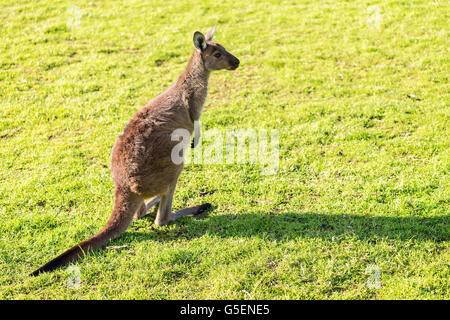 Australian kangaroo seduto a terra al tramonto Foto Stock