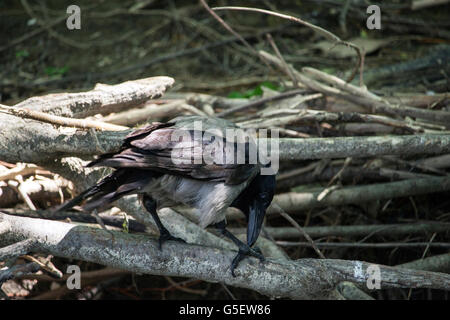 Il Danubio, la Serbia - cornacchia mantellata (Corvus cornix) in piedi su un ramoscello secco Foto Stock