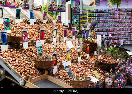 Pressione di stallo piena di bulbi da fiore sul mercato dei fiori nel centro di Amsterdam, Paesi Bassi. Foto Stock