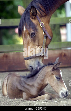 Horse Xena dà nascita Foto Stock