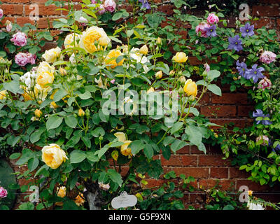 Rosa ad arbusto 'Graham Thomas' cresciuto come standard al confine di un giardino murato. Foto Stock