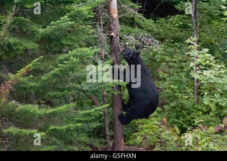 America del nord, Canada, Quèbec, Duchesnay Ecoturista Resort, orso nero visualizzazione Foto Stock