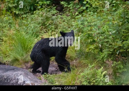 America del nord, Canada, Quèbec, Duchesnay Ecoturista Resort, orso nero visualizzazione Foto Stock